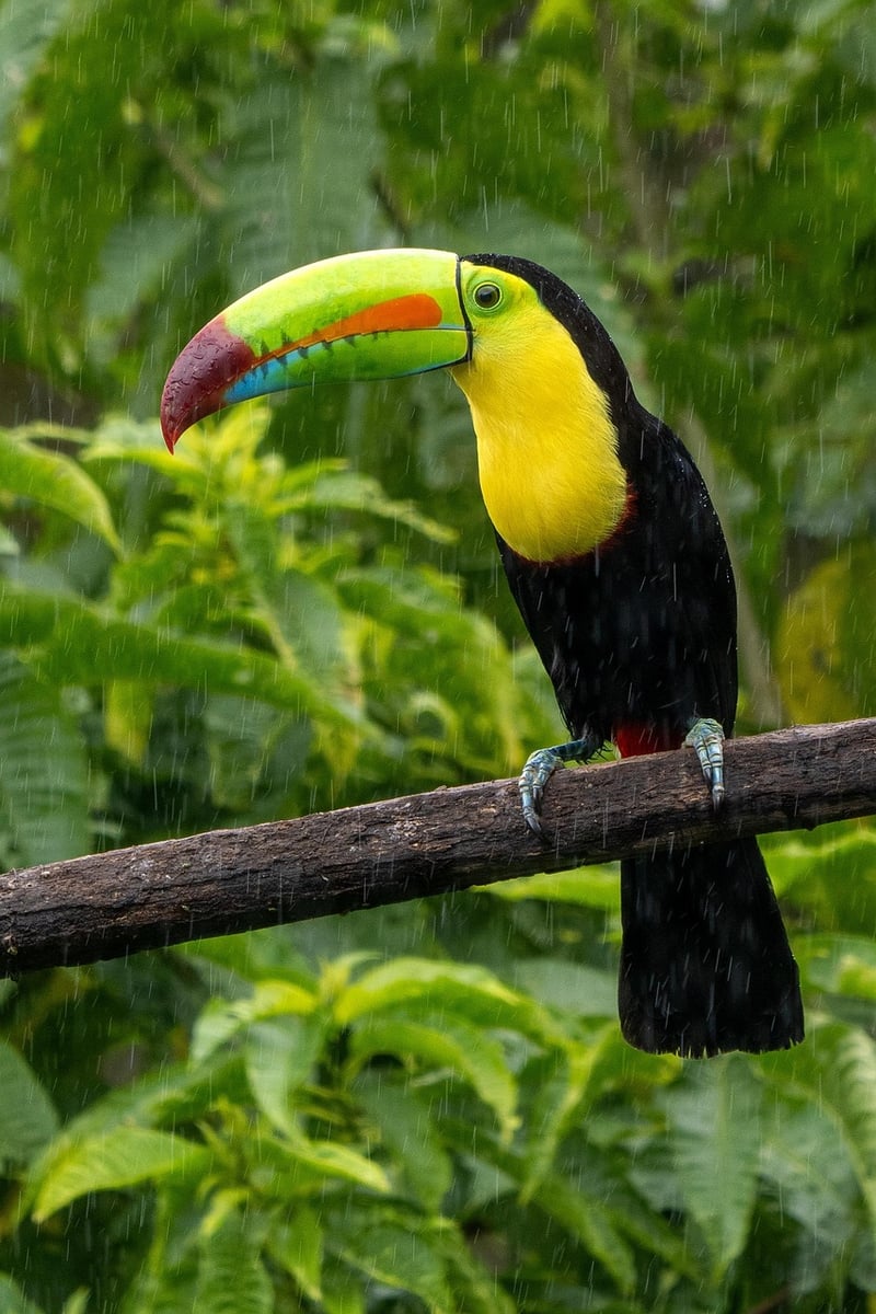 Toucan bird